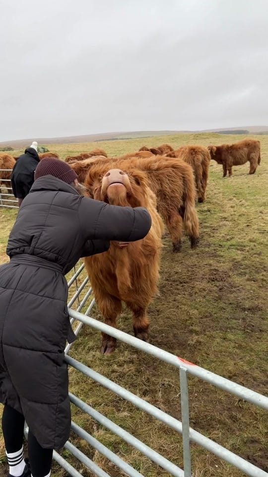 Post 8 by Kitchen Coos & Ewes on TikTok (video)