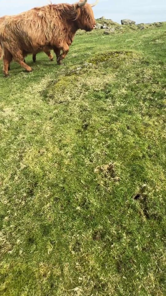 Post 6 by Kitchen Coos & Ewes on TikTok (video)