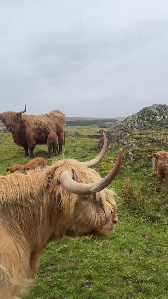 Post 5 by Kitchen Coos & Ewes on TikTok (video)
