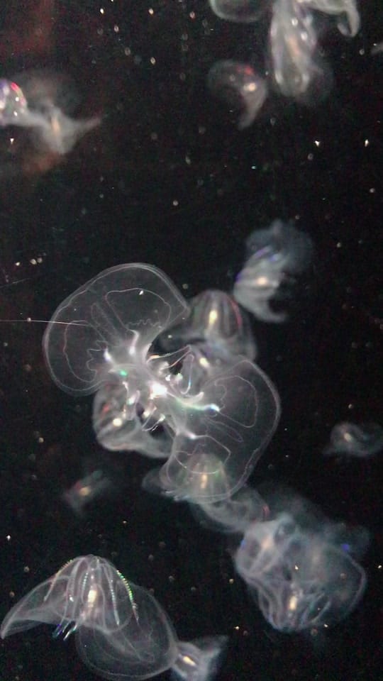 Post 2 by Ariel on TikTok (video)