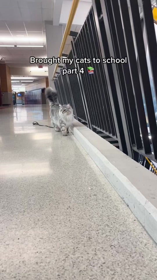 Post 10 by siberian_reinhardt on TikTok (video)