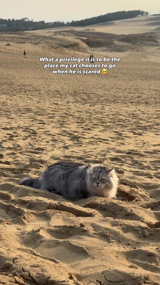 Post 5 by siberian_reinhardt on TikTok (video)