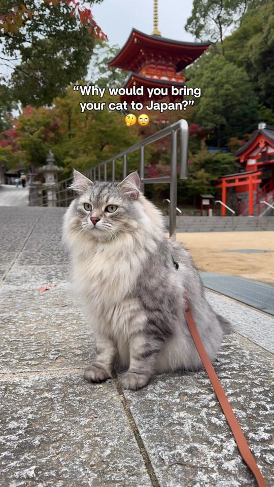 Post 2 by siberian_reinhardt on TikTok (video)