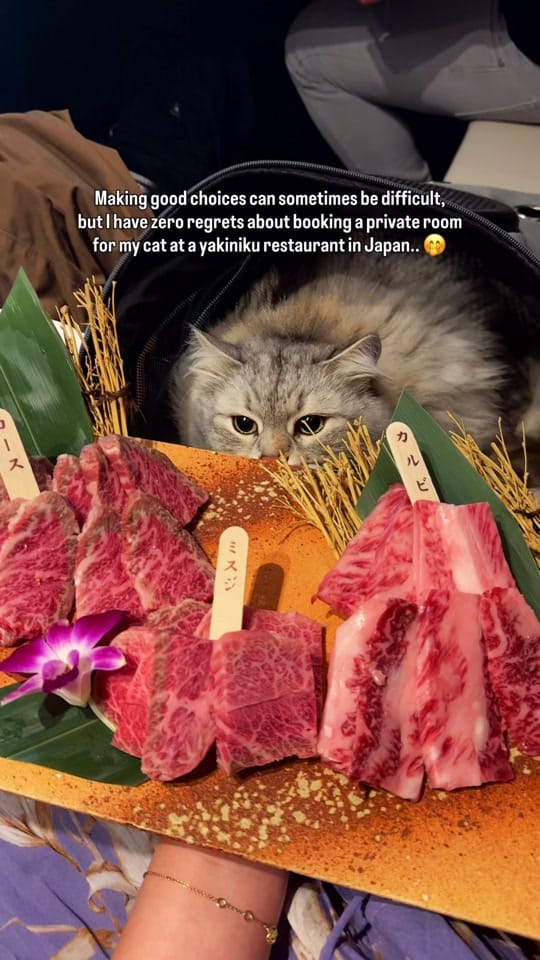Post 6 by siberian_reinhardt on TikTok (video)