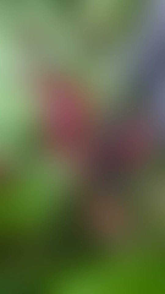 Post 8 by Alex Kovacs on TikTok (video)
