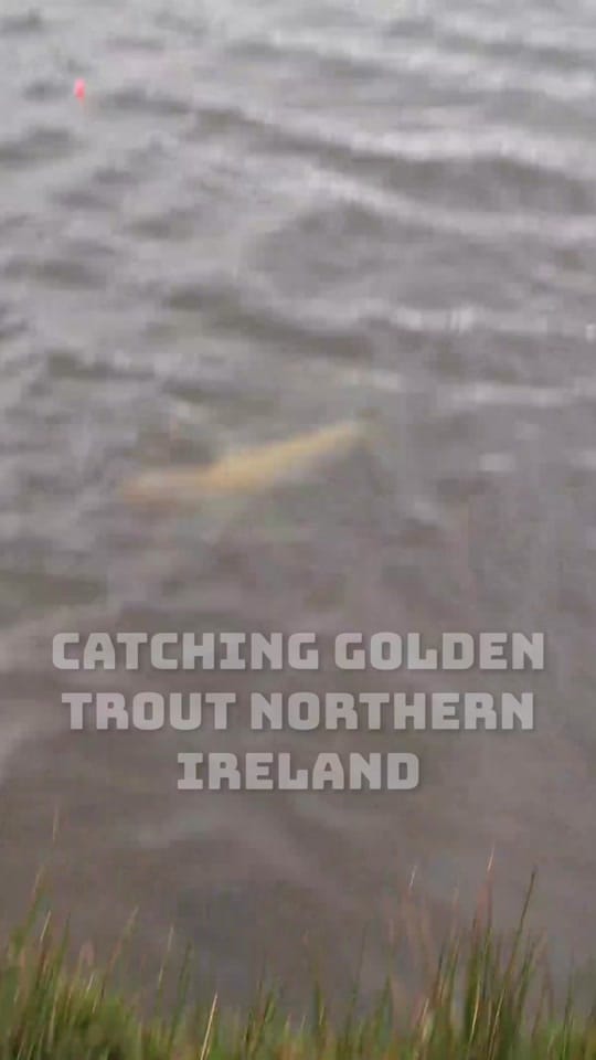 Post 9 by Northern Ireland Fishing on TikTok (video)