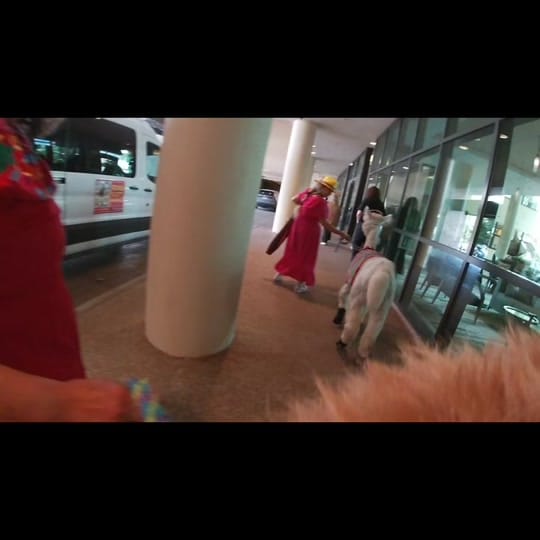 Post 6 by Texas Party Animals on TikTok (video)