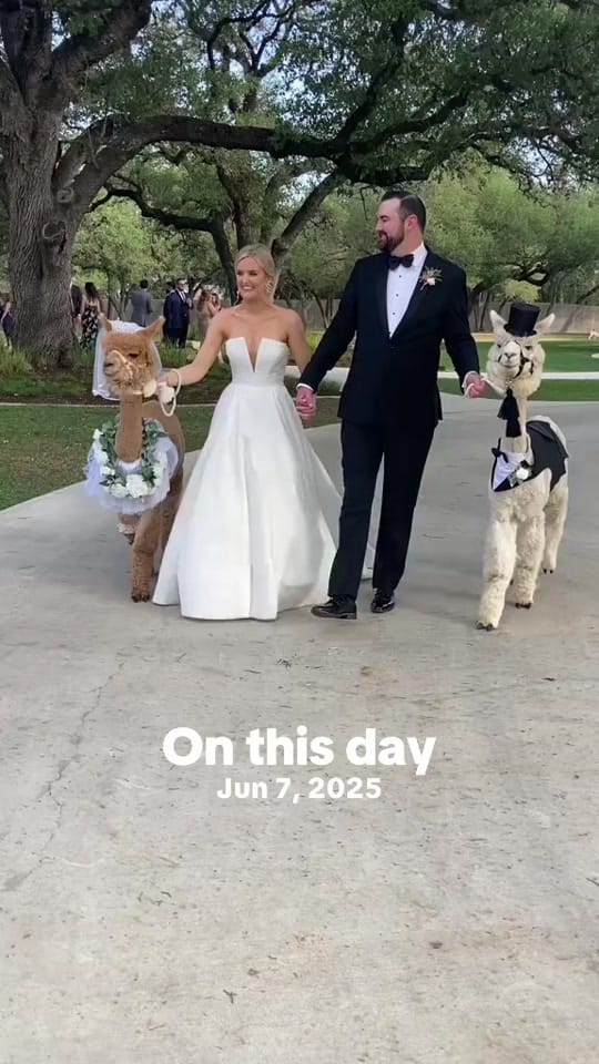 Post 7 by Texas Party Animals on TikTok (video)