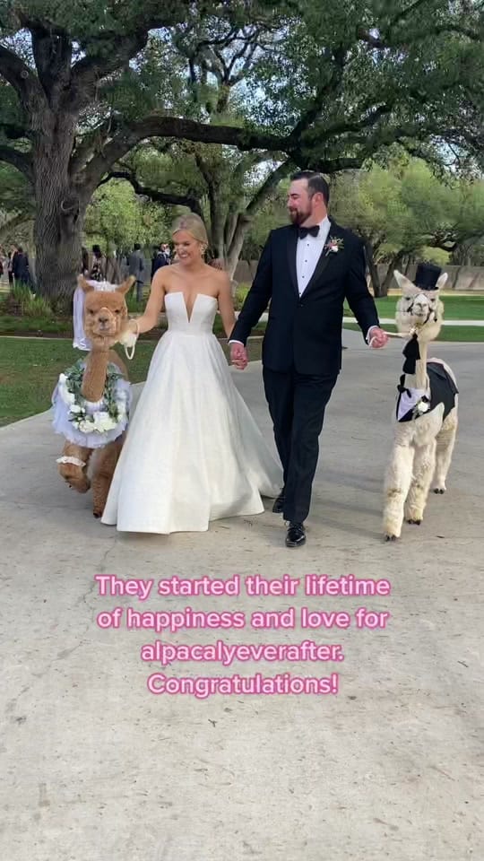Post 10 by Texas Party Animals on TikTok (video)