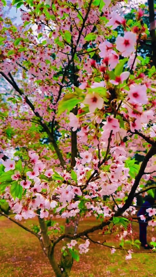 Post 2 by pumpkin_and_loki on TikTok (video)