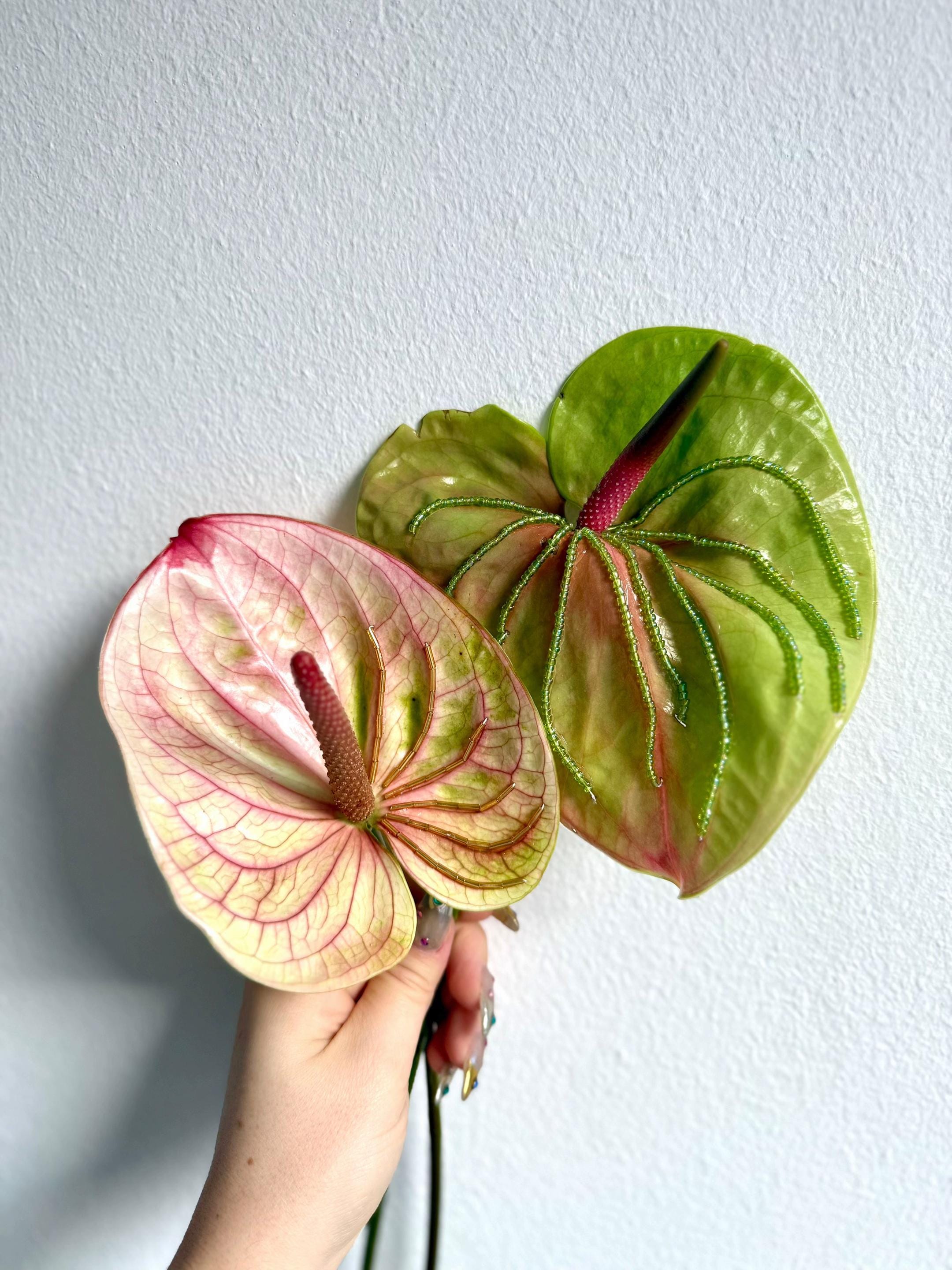 Post 7 by Kerrie Donnelly on TikTok (video)