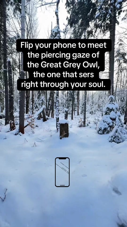 Post 10 by Francois Potvin on TikTok (video)