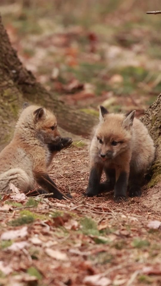 Post 8 by Francois Potvin on TikTok (video)