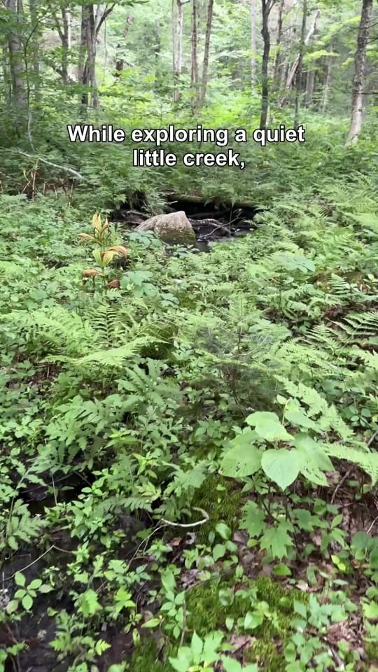 Post 7 by Francois Potvin on TikTok (video)