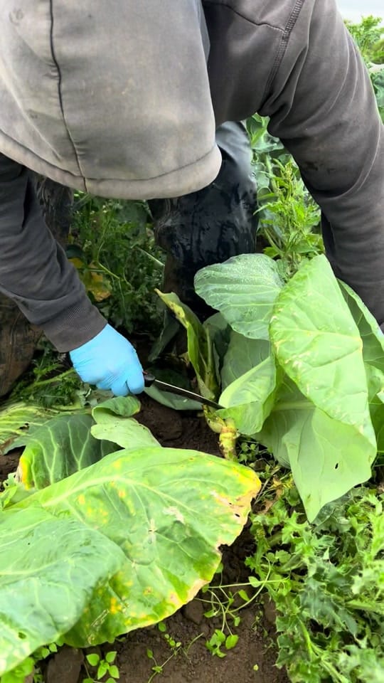 Post 4 by Green Earth Organics on TikTok (video)