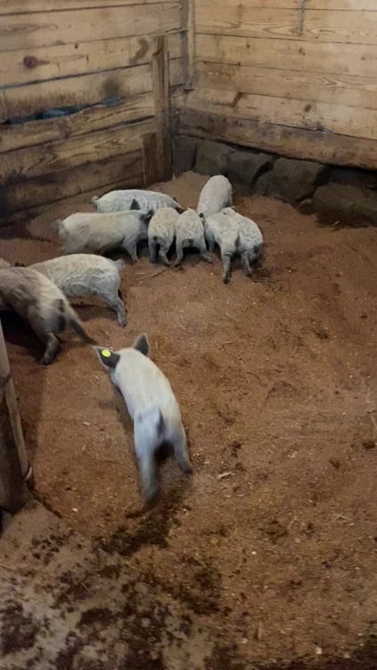 Post 5 by Stone Arch Farm LLC on TikTok (video)