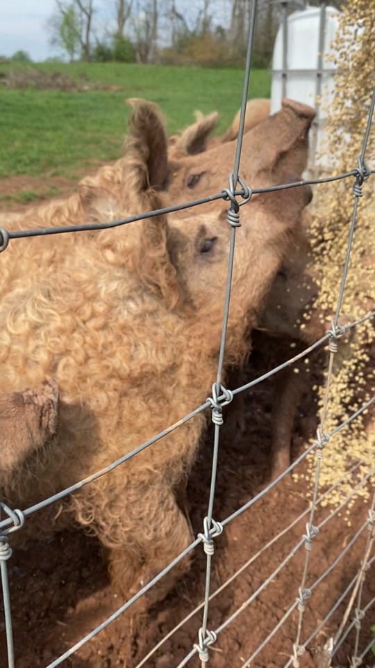Post 7 by Stone Arch Farm LLC on TikTok (video)
