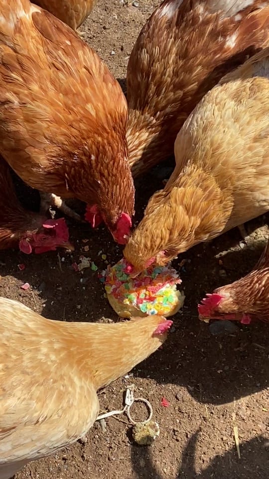 Post 8 by Stone Arch Farm LLC on TikTok (video)