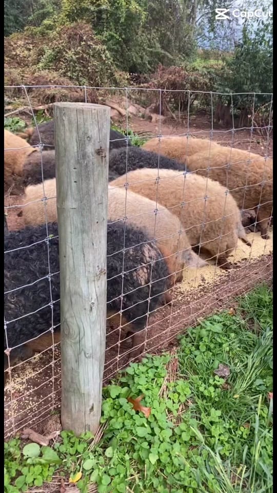 Post 1 by Stone Arch Farm LLC on TikTok (video)