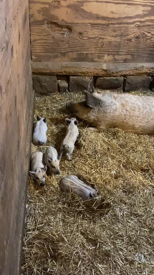 Post 10 by Stone Arch Farm LLC on TikTok (video)