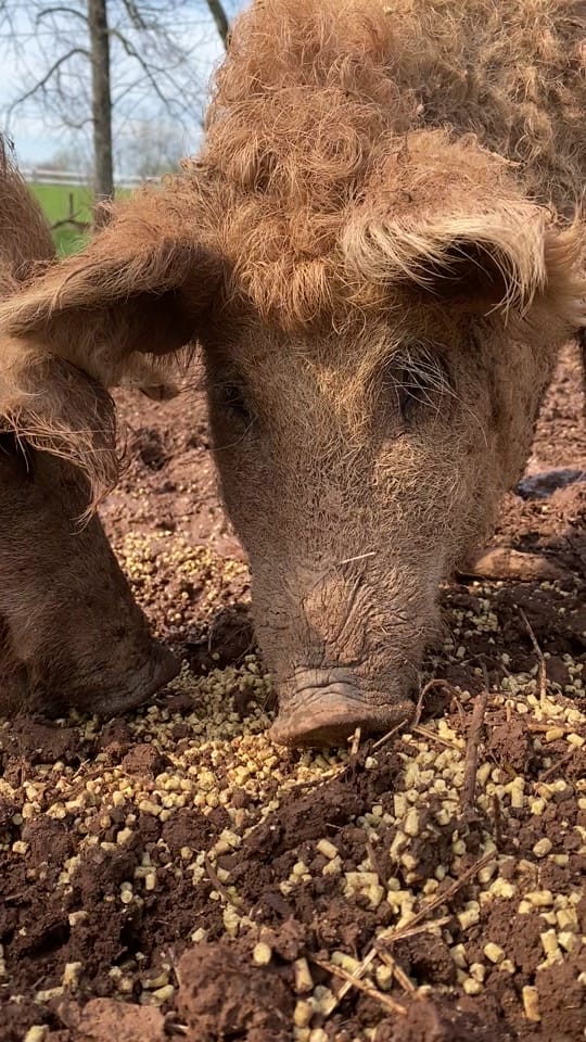 Post 9 by Stone Arch Farm LLC on TikTok (video)