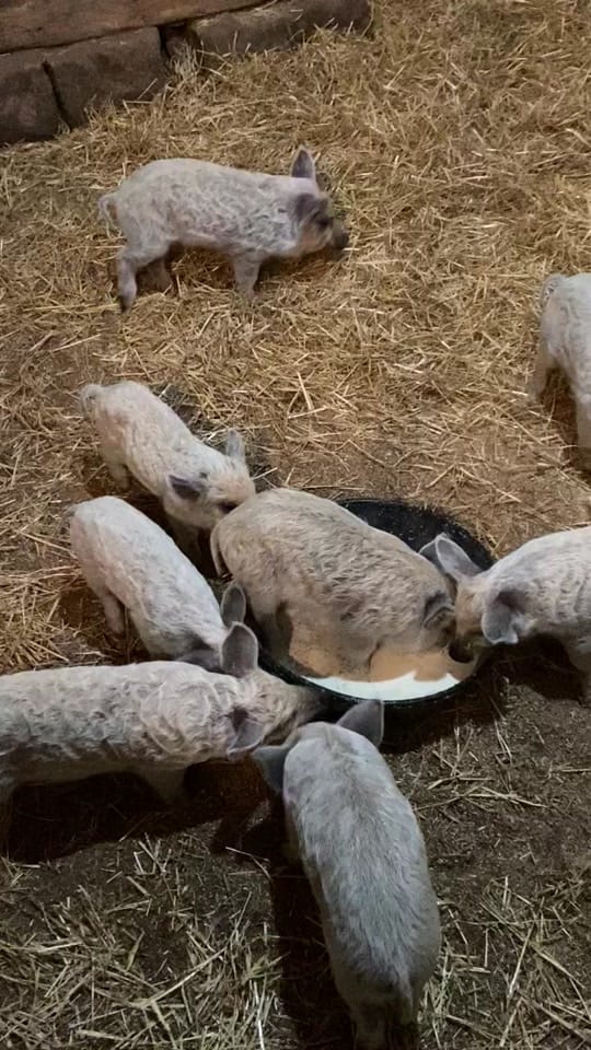 Post 6 by Stone Arch Farm LLC on TikTok (video)