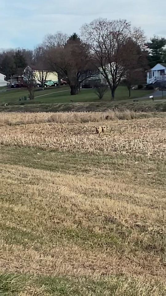 Post 2 by Stone Arch Farm LLC on TikTok (video)