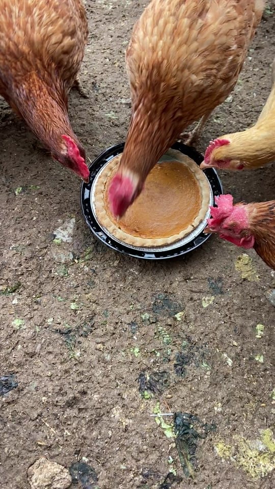 Post 3 by Stone Arch Farm LLC on TikTok (video)