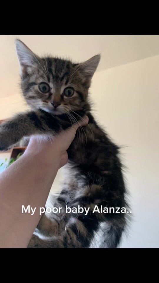 Post 5 by Melanie Levesque on TikTok (video)