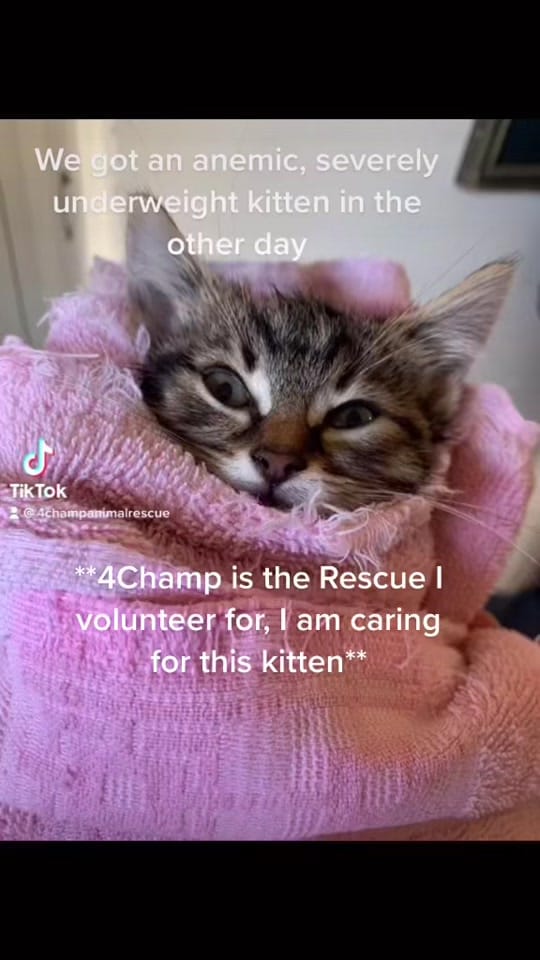 Post 6 by Melanie Levesque on TikTok (video)