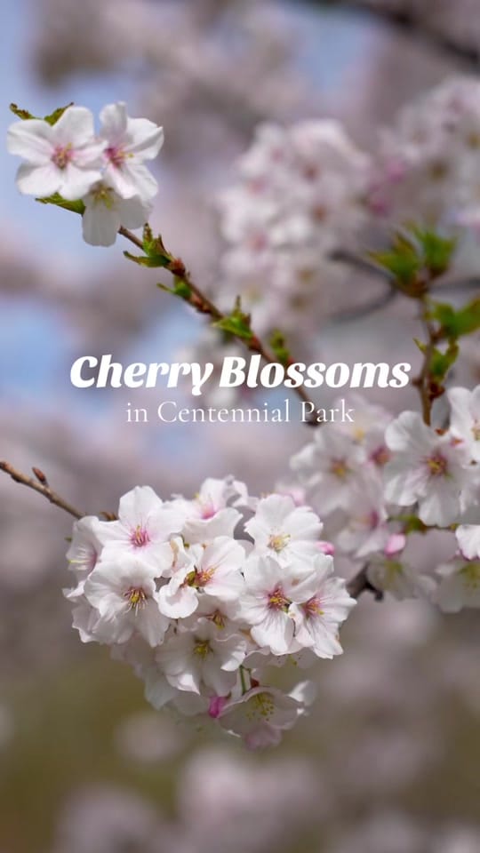 Post 3 by Arienne - seeusoontravel on TikTok (video)