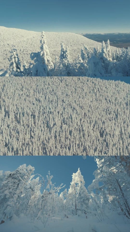 Post 1 by Laurean Tardif on TikTok (video)