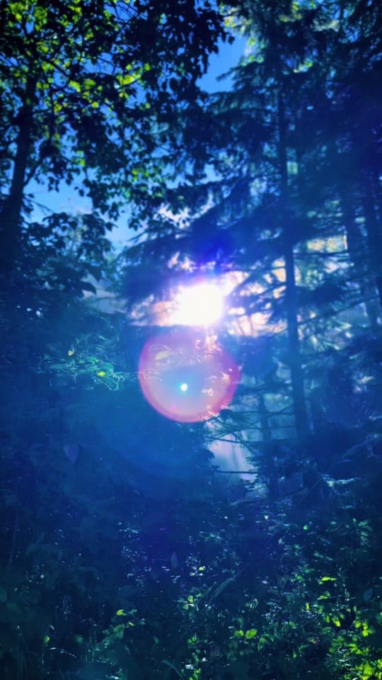 Post 7 by Nat LaPlante 🌿🇨🇦 on TikTok (video)