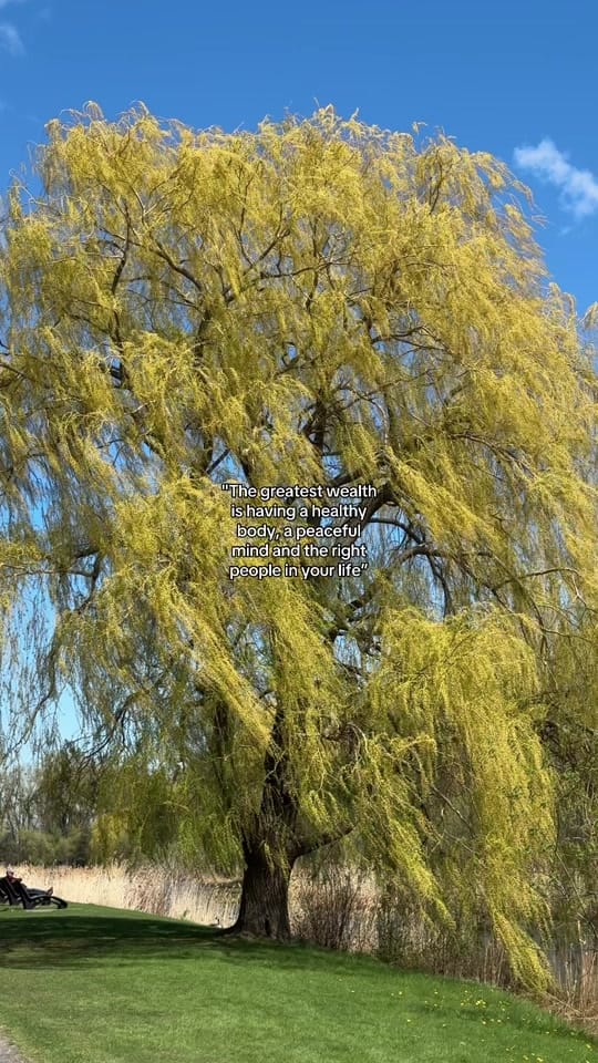 Post 4 by Mimi on TikTok (video)