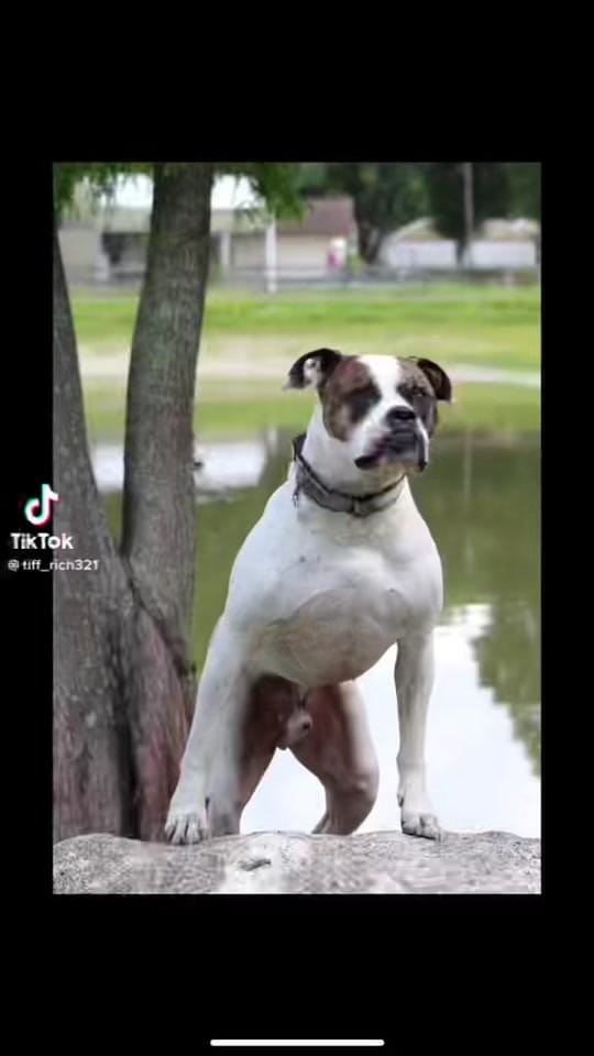 Post 9 by Southern Heavy on TikTok (video)
