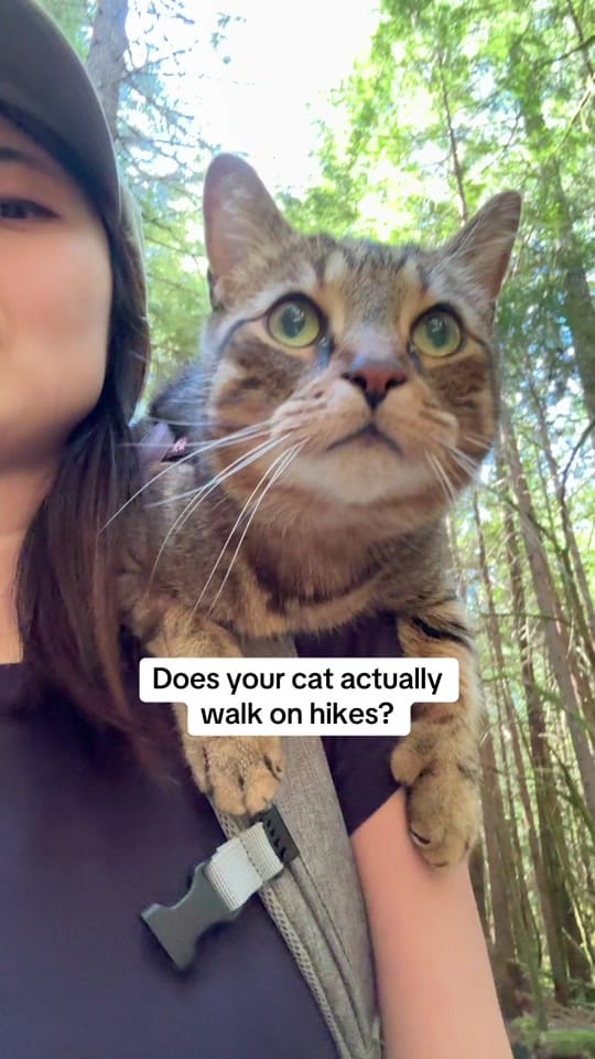 Post 4 by Selvynna & Teddy 🐯 on TikTok (video)