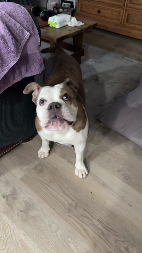 Post 3 by Simpson on TikTok (video)