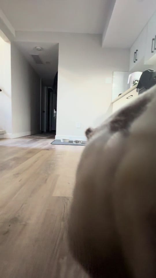 Post 4 by Simpson on TikTok (video)