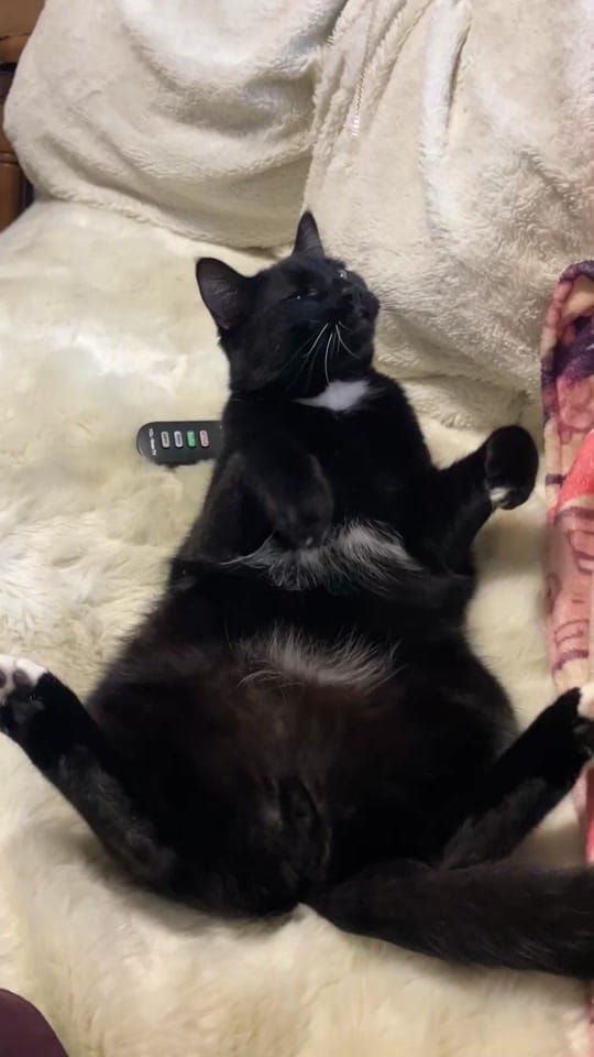 Post 6 by Ashvejlou on TikTok (video)