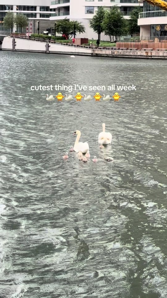 Post 4 by kopi girl ☻ sg in london on TikTok (video)