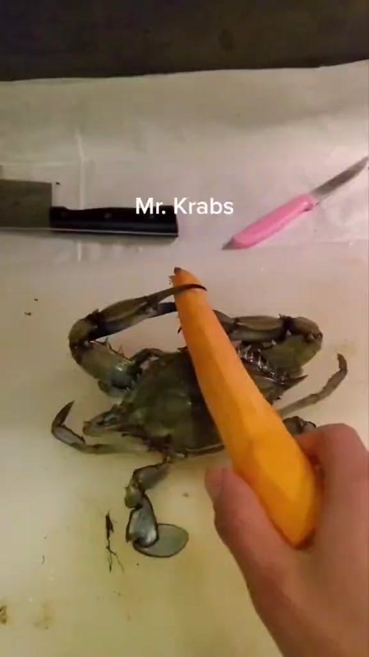 Post 10 by dirtyfloortaco on TikTok (video)