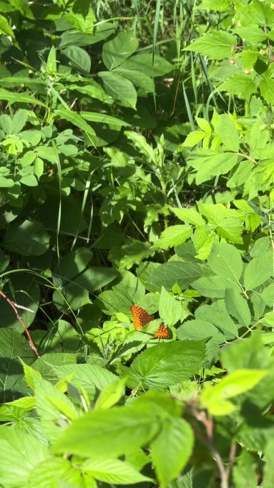 Post 2 by robynelizaphotography on TikTok (video)