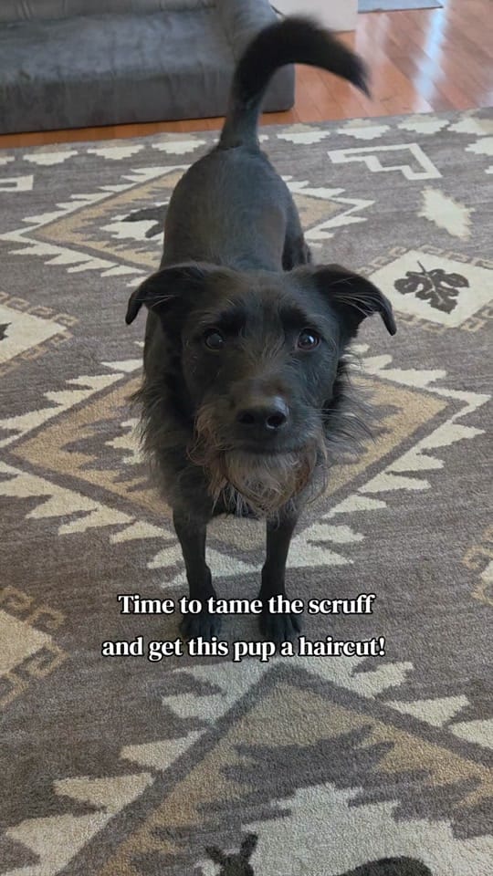 Post 3 by Charlotte, Reggie & Fran on TikTok (video)