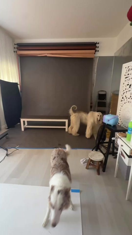 Post 3 by Airdrie & Calgary Photographer on TikTok (video)