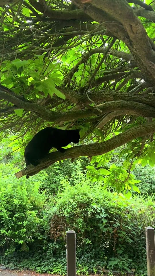 Post 4 by Muqtadir Hussain on TikTok (video)