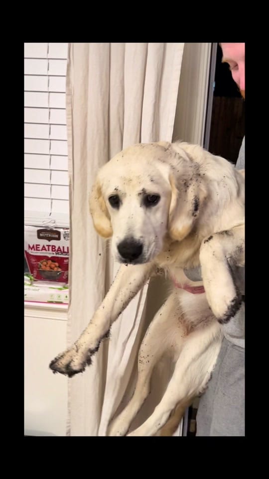 Post 8 by cnschnk on TikTok (video)