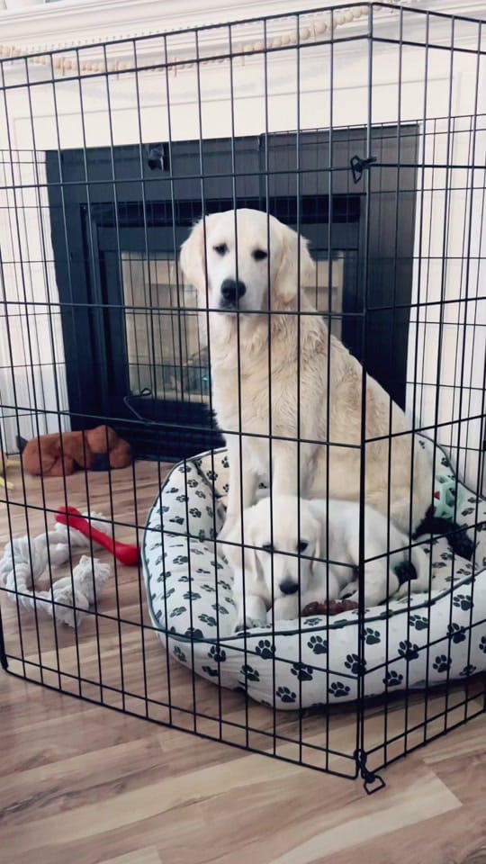 Post 1 by cnschnk on TikTok (video)