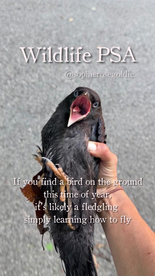 Post 5 by Sophie Goldie on TikTok (video)