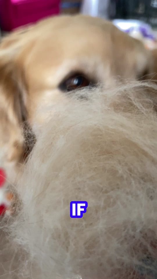 Post 4 by London Sofia the Golden on TikTok (video)