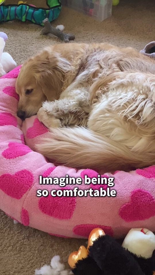 Post 7 by London Sofia the Golden on TikTok (video)